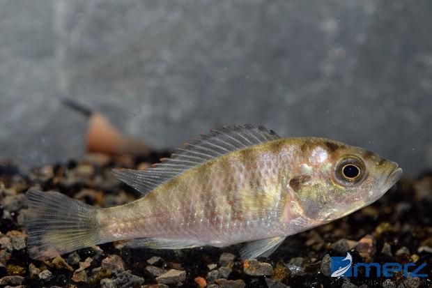 Haplochromis "CH 44"